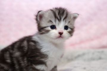 マンチカン(長足)【千葉県・男の子・2021年10月25日・ブラック マッカレルタビー&ホワイト（ロングヘアー）】の写真「最高位チャンピオンの子供です。」