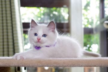 ラグドール【千葉県・男の子・2022年3月21日・ブルーポイント バイカラー（ロングヘアー）】の写真「優良血統ですよ！」