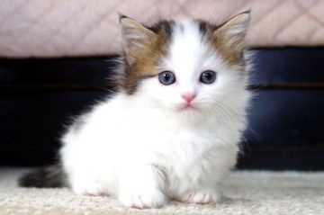 マンチカン(短足)【千葉県・男の子・2018年10月22日・ブラウン(ブラック)マッカレル タビー/ホワイト（ロングヘアー）】の写真「世界チャンピオンの子供です。」