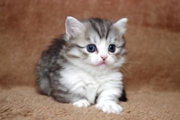 マンチカン(短足)【千葉県・女の子・2020年1月15日・ブラウン(ブラック)マッカレル タビー/ホワイト（ロングヘアー）】の写真「世界チャンピオンの子供です。」