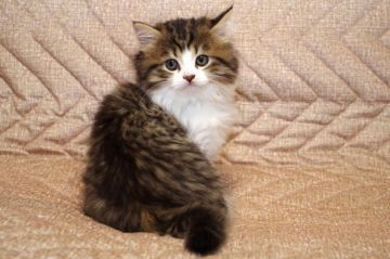 マンチカン(長足)【千葉県・女の子・2019年5月18日・ブラウン(ブラック)マッカレル タビー/ホワイト（ロングヘアー）】の写真「世界チャンピオンの子供です。」