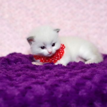 ラグドール【千葉県・女の子・2024年10月1日・ブルーポイント バイカラー（ロングヘアー）】の写真「優良血統ですよ！」