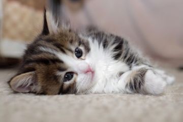 マンチカン(短足)【千葉県・女の子・2020年9月29日・ブラック マッカレルタビー&ホワイト（ロングヘアー）】の写真「最高位チャンピオンの子供です。」