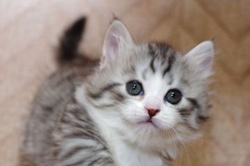 マンチカン(短足)【千葉県・男の子・2020年9月29日・ブラック マッカレルタビー&ホワイト（ロングヘアー）】の写真「最高位チャンピオンの子供です。」