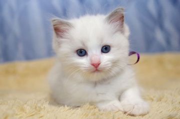 ラグドール【千葉県・女の子・2021年5月12日・ブルーポイント バイカラー（ロングヘアー）】の写真「優良血統ですよ！」