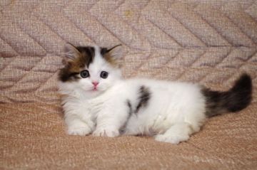 マンチカン(短足)【千葉県・男の子・2019年5月18日・ブラウン(ブラック)マッカレル タビー/ホワイト（ロングヘアー）】の写真「世界チャンピオンの子供です。」