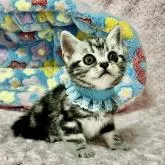 アメリカンショートヘア【千葉県・男の子・2022年8月21日・ブラック シルバー クラシック タビー】の写真1「10/08撮影」