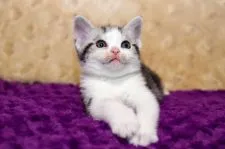 アメリカンショートヘア【千葉県・男の子・2021年8月23日・ブラック シシルバー クラシック タビー&ホワイト】の写真2「撮影：10/01」