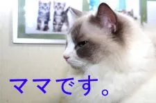 ラグドール【千葉県・女の子・2021年5月12日・】の写真4「ママです。」