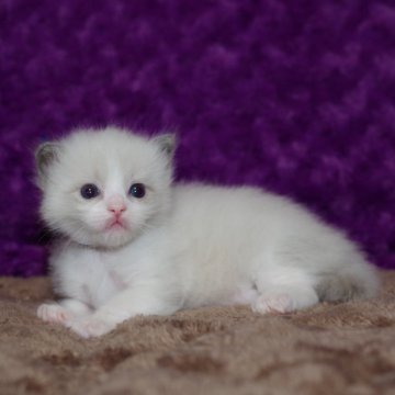 ラグドール【千葉県・男の子・2025年10月13日・ブルーポイント バイカラー（ロングヘアー）】の写真「優良血統ですよ！」