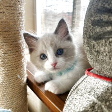 ラグドール【千葉県・男の子・2025年10月13日・ブルーポイント バイカラー（ロングヘアー）】の写真「優良血統ですよ！どこでも寝られます(=^ェ^=)」