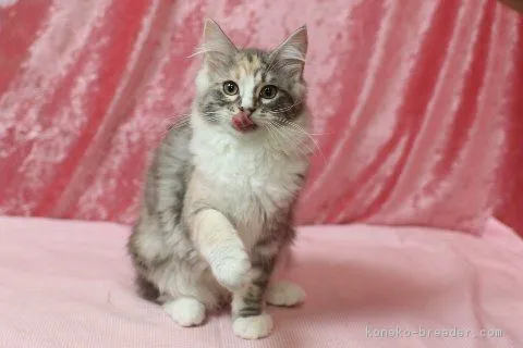 ナヴィエ 様のお迎えした子猫