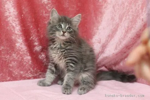 ID：1606-00494の子猫
