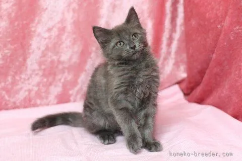 ID：1512-00025の子猫