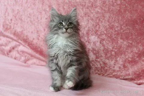 はーちゃ 様のお迎えした子猫