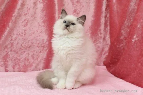 ID：1601-00346の子猫