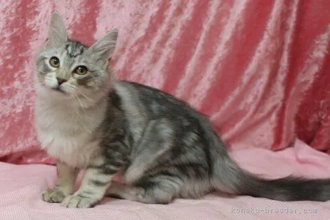 ID：1803-00148の子猫