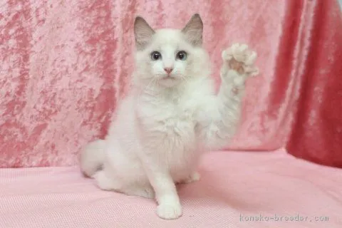 M.N 様のお迎えした子猫