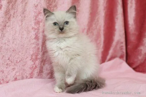 ID：1701-00114の子猫