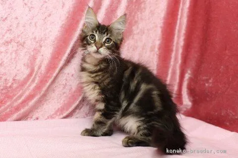 ID：2002-00845の子猫