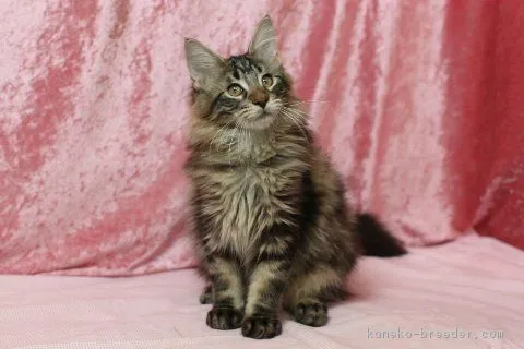 たか子 様のお迎えした子猫