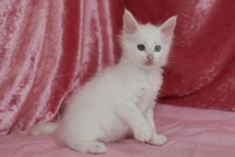 ID:1408-00296の子猫
