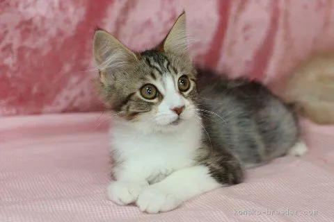 ID：1905-00737の子猫