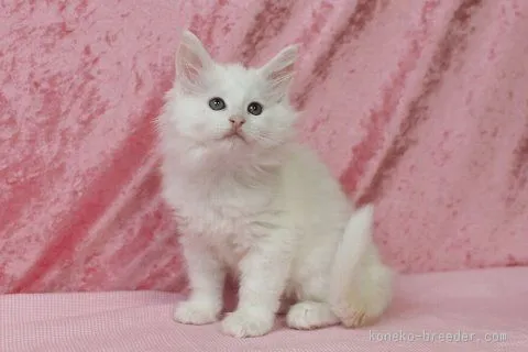 チョコ 様のお迎えした子猫