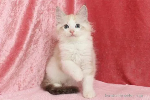 ID:2006-00446の子猫