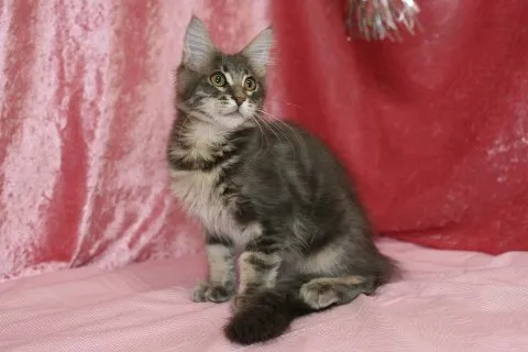 ID：1407-00281の子猫