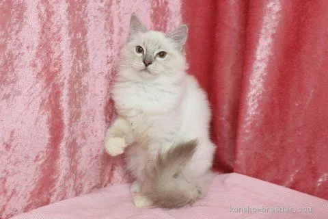 ID：2007-01471の子猫