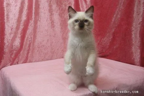 ID：1610-00461の子猫