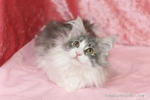 みつば 様のお迎えした子猫