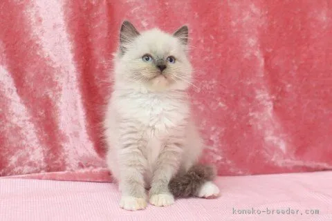 ID：1605-00049の子猫