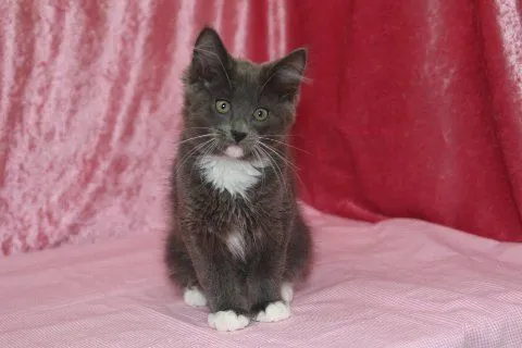 ID:1504-00058の子猫