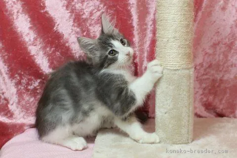 ID：1806-01443の子猫