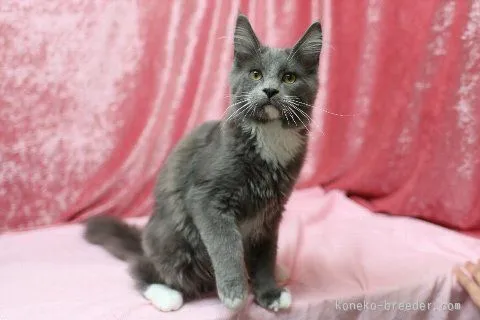 ID：1507-00543の子猫