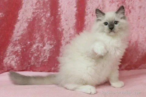 ID：1803-01402の子猫