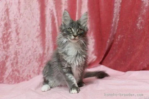 ID：1510-00469の子猫