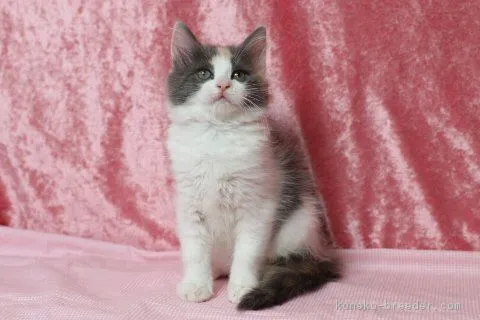 ふーたん 様のお迎えした子猫