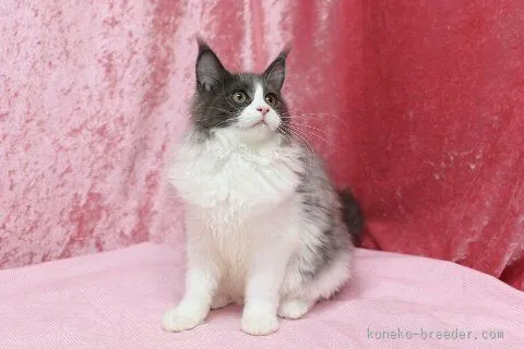 ID：1506-00284の子猫