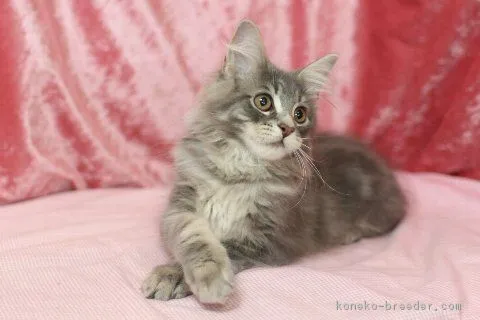 にゃんち 様のお迎えした子猫