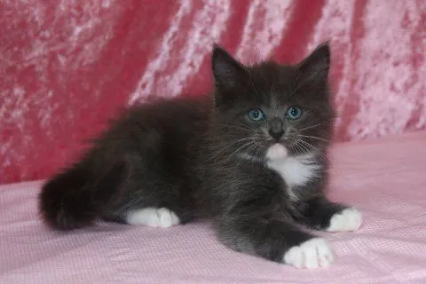 エール 様のお迎えした子猫