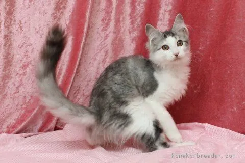 はまやん 様のお迎えした子猫