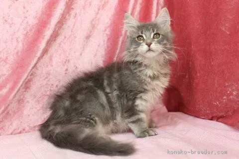 きょうのすけ 様のお迎えした子猫