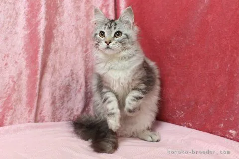 田村恭子 様のお迎えした子猫