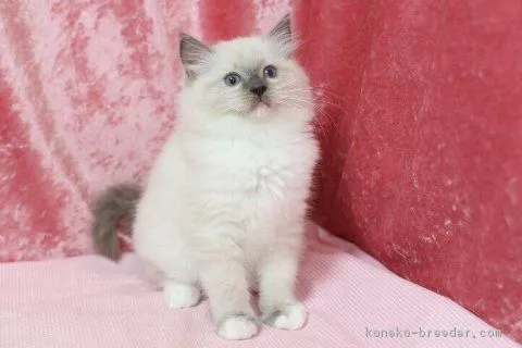 mh 様のお迎えした子猫