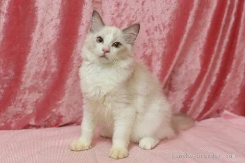 ID：1809-00922の子猫