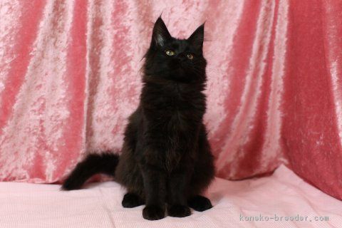 ID:1801-00147の子猫