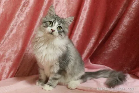 清水 様のお迎えした子猫